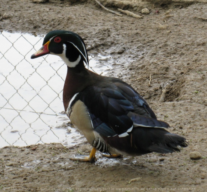 Photo de Canard carolin