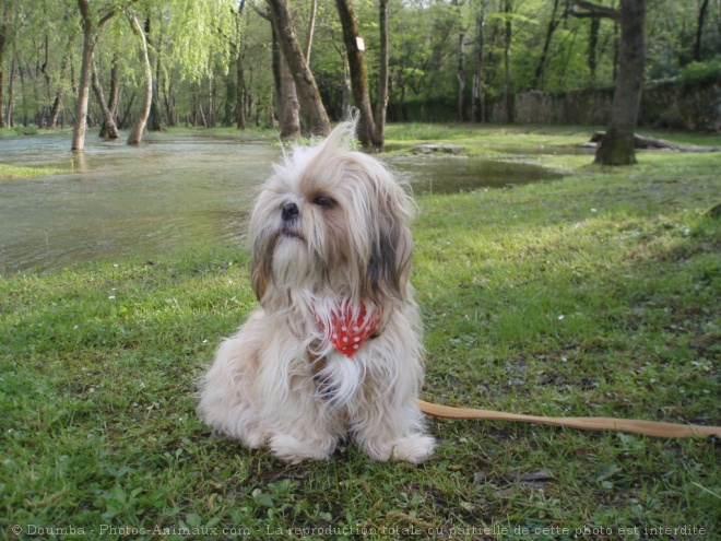 Photo de Shih tzu