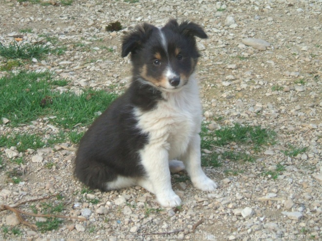 Photo de Chien de berger des shetland