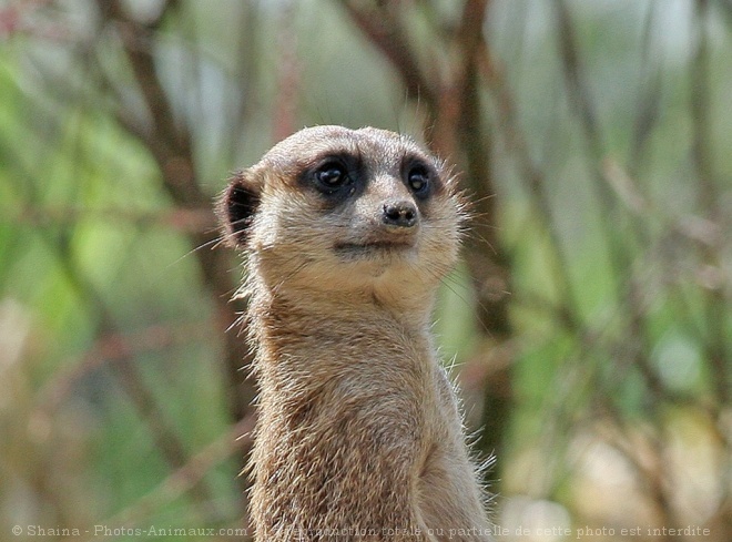 Photo de Suricate