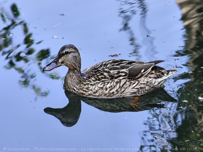 Photo de Canard colvert