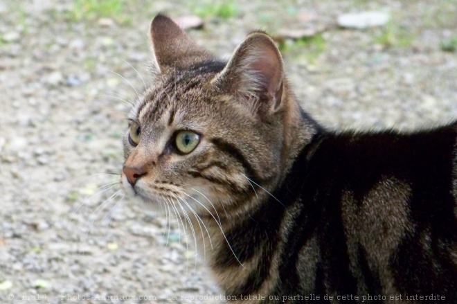 Photo de Chat domestique