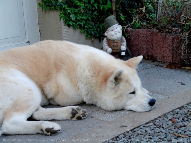 Photo d'Akita inu