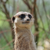 Photo de Suricate