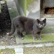 Photo de Chat domestique