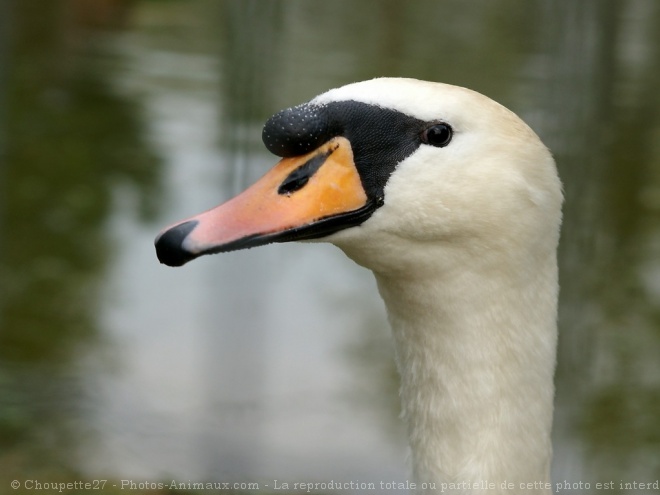 Photo de Cygne