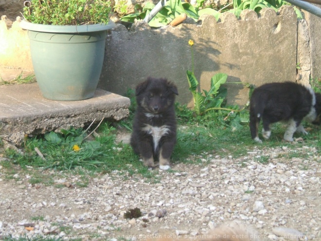 Photo de Chien de berger des shetland