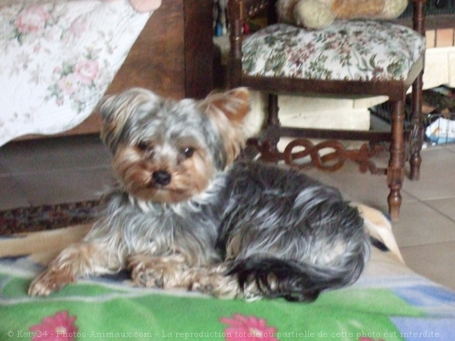 Photo de Yorkshire terrier