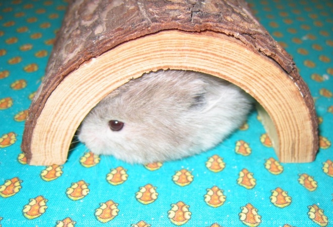 Photo de Hamster