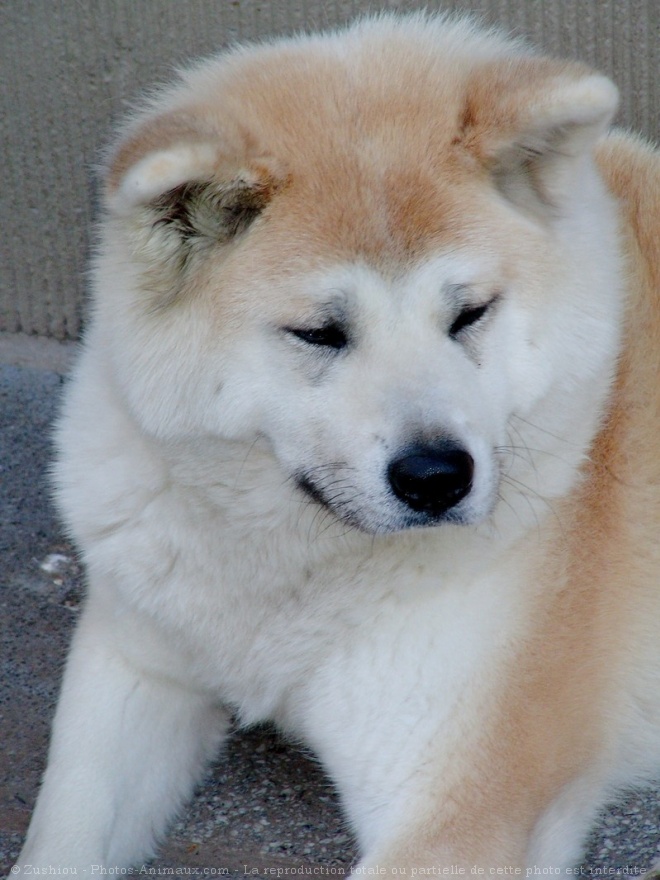 Photo d'Akita inu