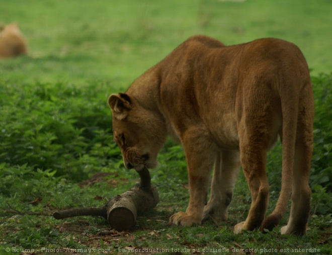 Photo de Lion