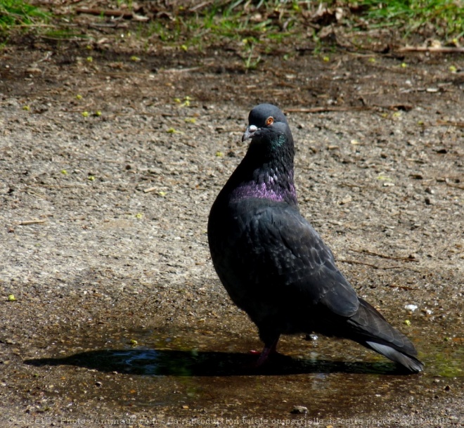 Photo de Pigeon