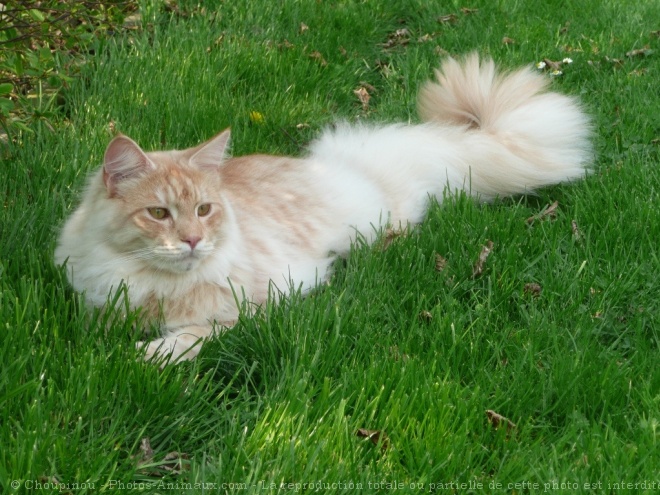 Photo de Maine coon