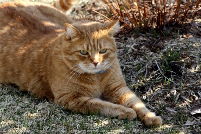 Photo de Chat domestique