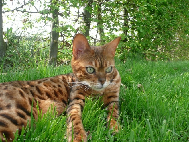 Photo de Bengal