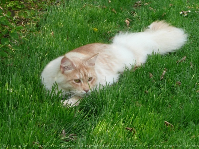 Photo de Maine coon