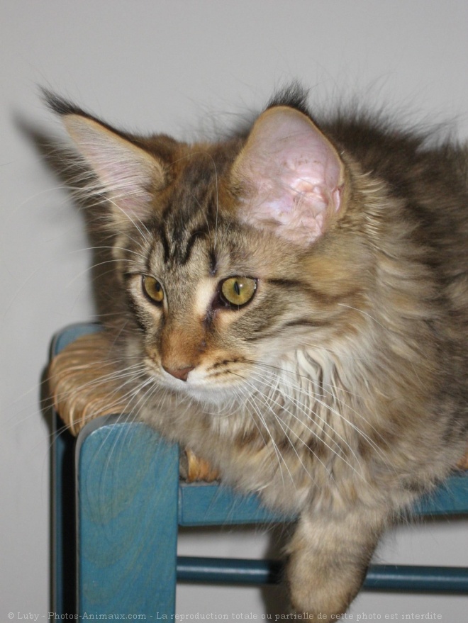 Photo de Maine coon