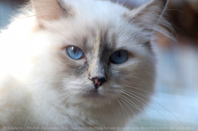 Photo de Sacr de birmanie