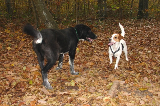 Photo de Races diffrentes