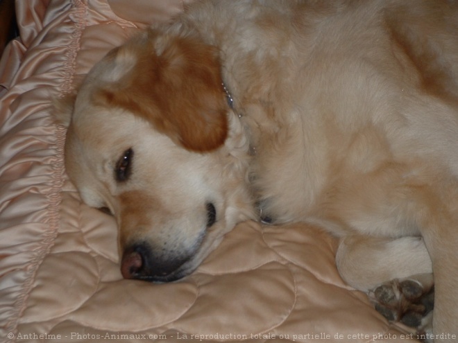 Photo de Golden retriever