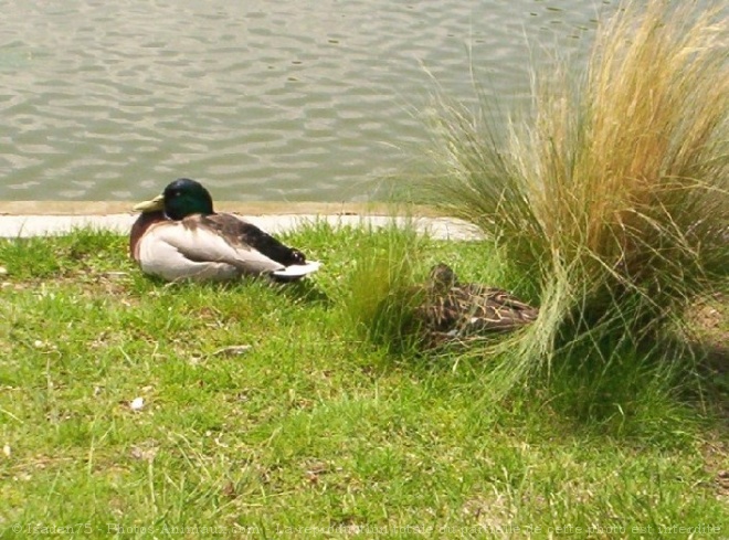 Photo de Canard colvert