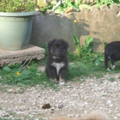 Photo de Chien de berger des shetland