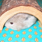 Photo de Hamster