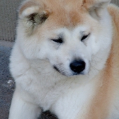 Photo d'Akita inu