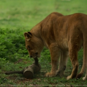 Photo de Lion