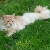 Photo de Maine coon