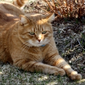 Photo de Chat domestique