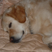 Photo de Golden retriever