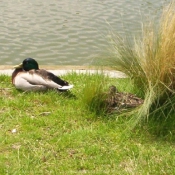 Photo de Canard colvert