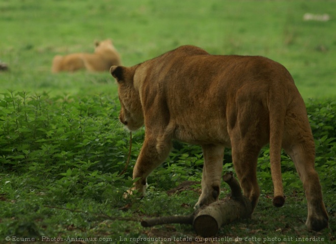 Photo de Lion