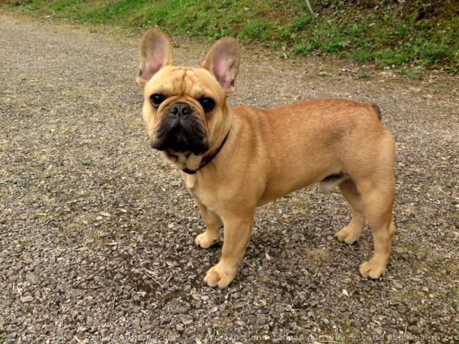 Photo de Bouledogue franais