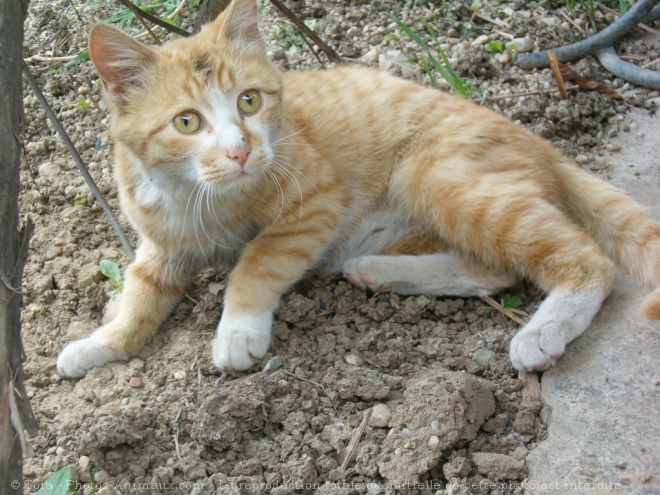 Photo de Chat domestique