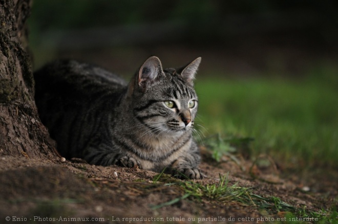 Photo de Chat domestique