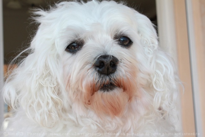 Photo de Bichon maltais