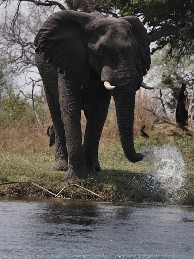 Photo d'Elphant d'afrique