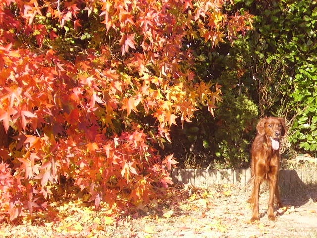 Photo de Setter irlandais rouge