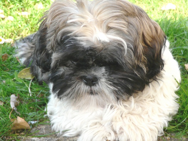 Photo de Shih tzu