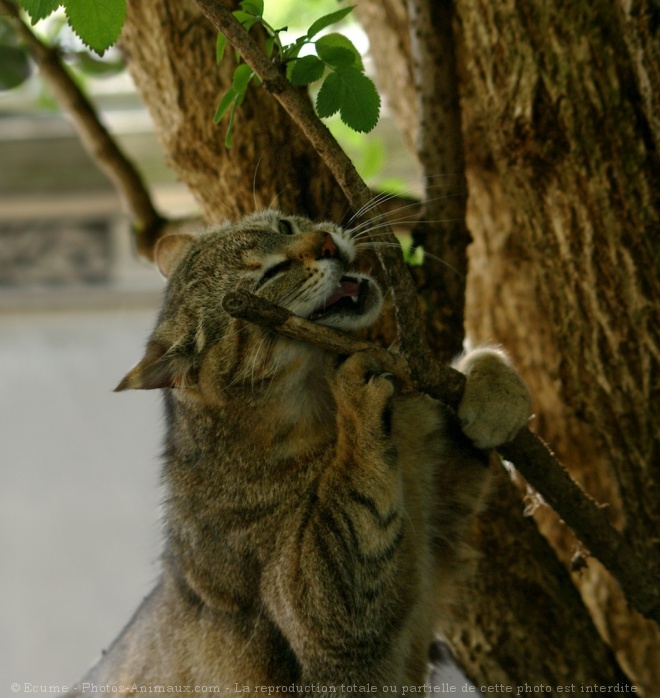 Photo de Chat domestique