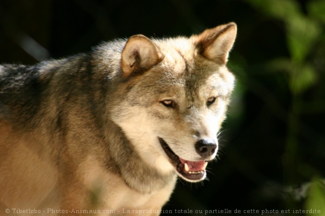 Photo de Loup