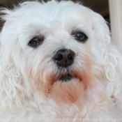 Photo de Bichon maltais