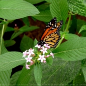 Photo de Papillon