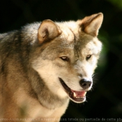 Photo de Loup