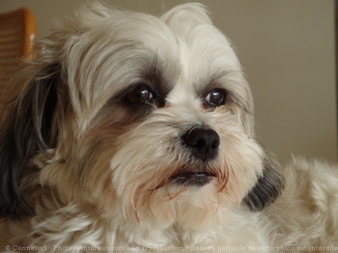 Photo de Shih tzu