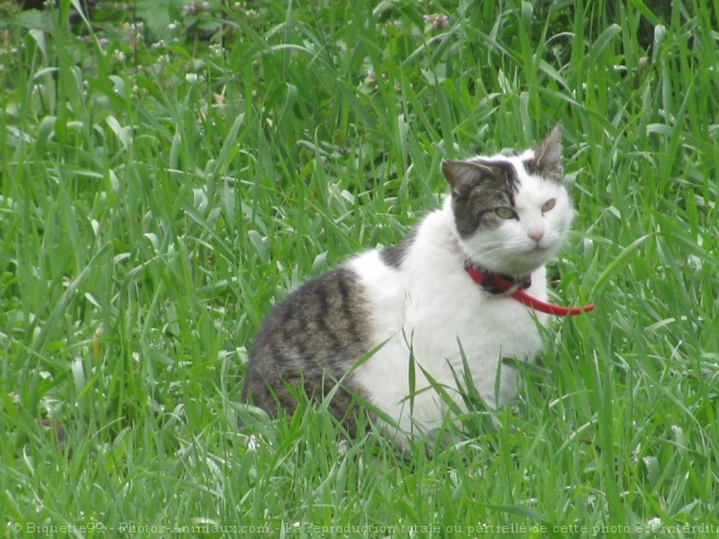 Photo de Chat domestique