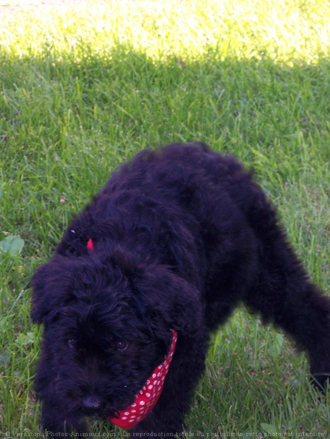 Photo de Bouvier des flandres