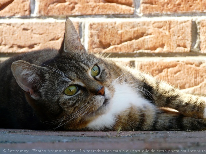 Photo de Chat domestique